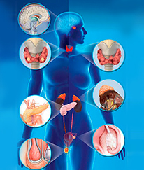 Endocrinology