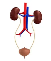 Urology and Andrology Hospital in Calicut